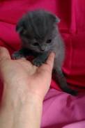 Шотландская вислоухая кошка.