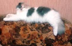 Шотландская кошка.