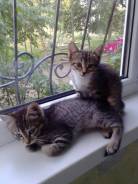 Котёнок. Под заказ