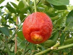 Лимон Цитрус- Лайм Citrus Red Lime Santa Barbara (черенок)