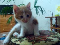Отдам котенка