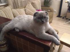 Шотландская вислоухая кошка.
