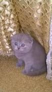 Шотландская вислоухая кошка.