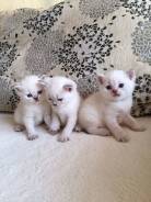 Шотландская кошка.