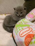 Британская кошка.