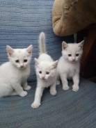 Кошки.