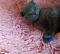 Шотландская вислоухая кошка.