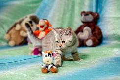 Шотландская кошка.
