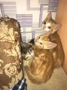 Срочно отдам котят