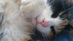 Кошки.