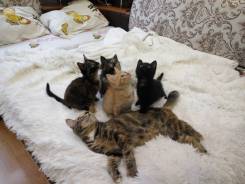 Кошки.