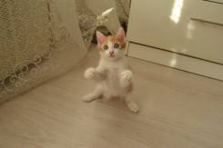 Кошки.