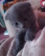 Шотландская вислоухая кошка.