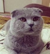 Шотландская кошка.