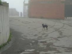 Собаки.