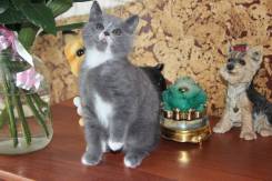 Британская кошка.