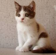 Шотландская кошка.