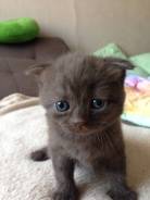 Шотландская вислоухая кошка.