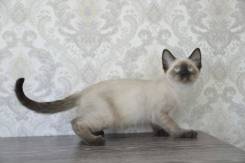 Тайская кошка.