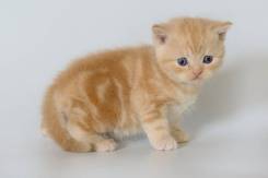 Шотландская прямоухая кошка.