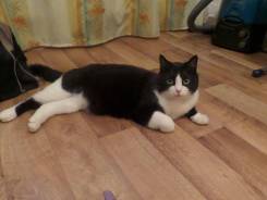 Кошки.