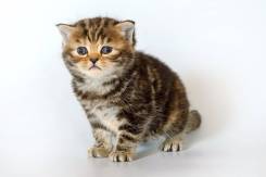 Шотландская прямоухая кошка.