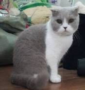 Британская кошка.