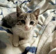 Кошки.
