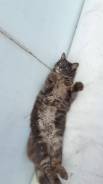 Кошки.