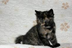 Шотландская кошка.