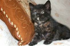 Шотландская кошка.