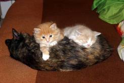 Кошки.