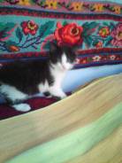 Кошки.