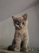Шотландская прямоухая кошка.