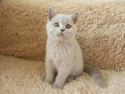 Британская кошка.