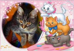 *(Волшебная Кошечка)* в добрые руки!