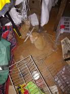 Котята ищут хозяев!