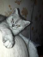 Шотландская прямоухая кошка.