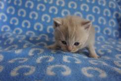 Шотландская кошка.