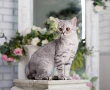 Шотландская прямоухая кошка.