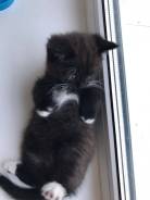 Шотландская прямоухая кошка.