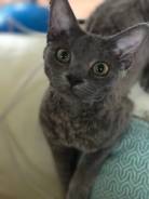 Вязка кошек.
