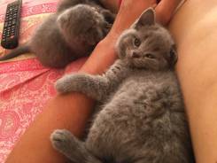 Шотландская кошка.