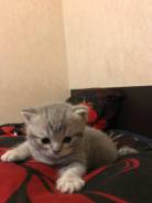 Шотландская прямоухая кошка.