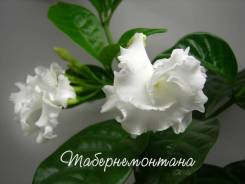 Табернемонтана.