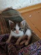 Кошки.