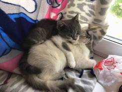 Британская кошка.