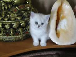 Экзотическая короткошерстная кошка.