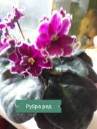 Фиалка.