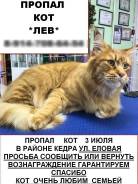 Кошки.